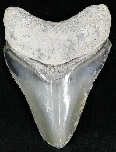 Gray & Black Chatoyant  Bone Valley Megalodon Tooth #22217